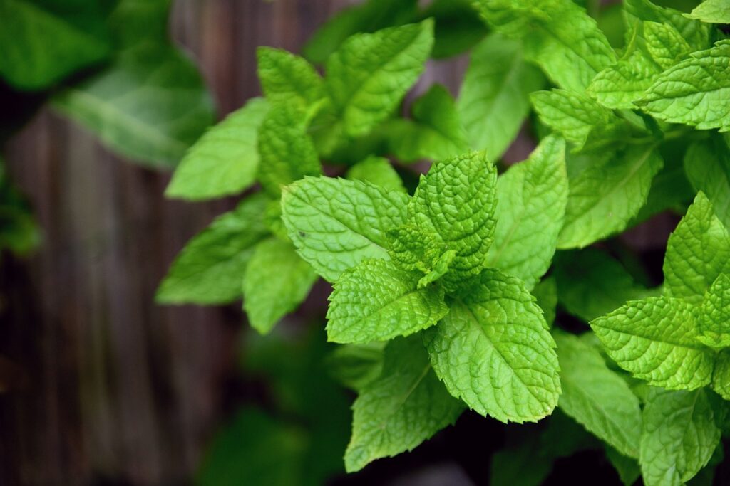 mint fresh herbs