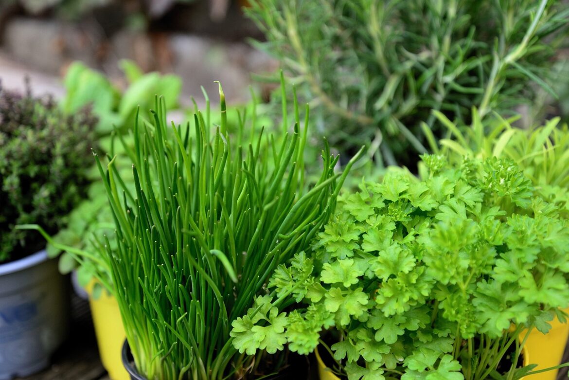 fresh-herbs-for-kitchen